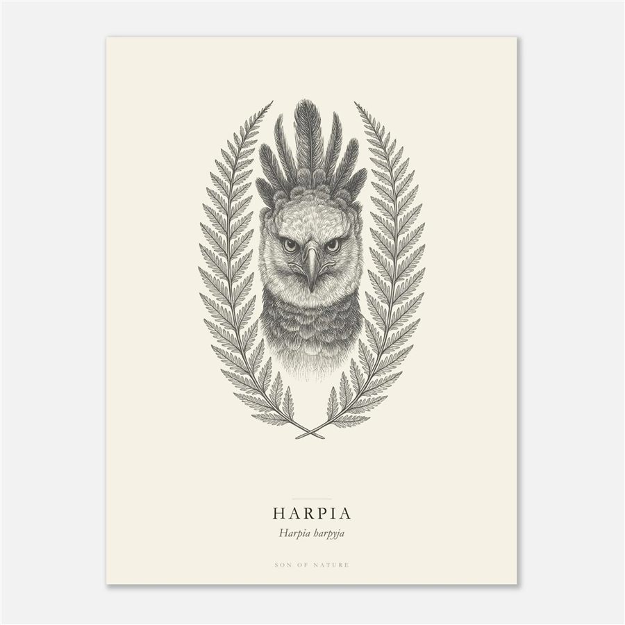 Harpy eagle fine art print.